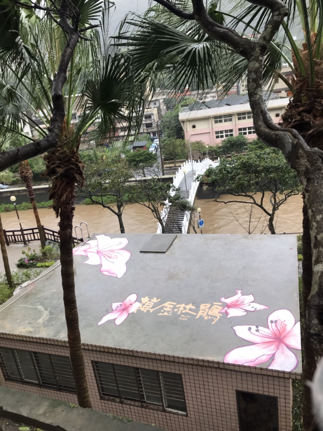 萬金杜鵑1(共22張照片)