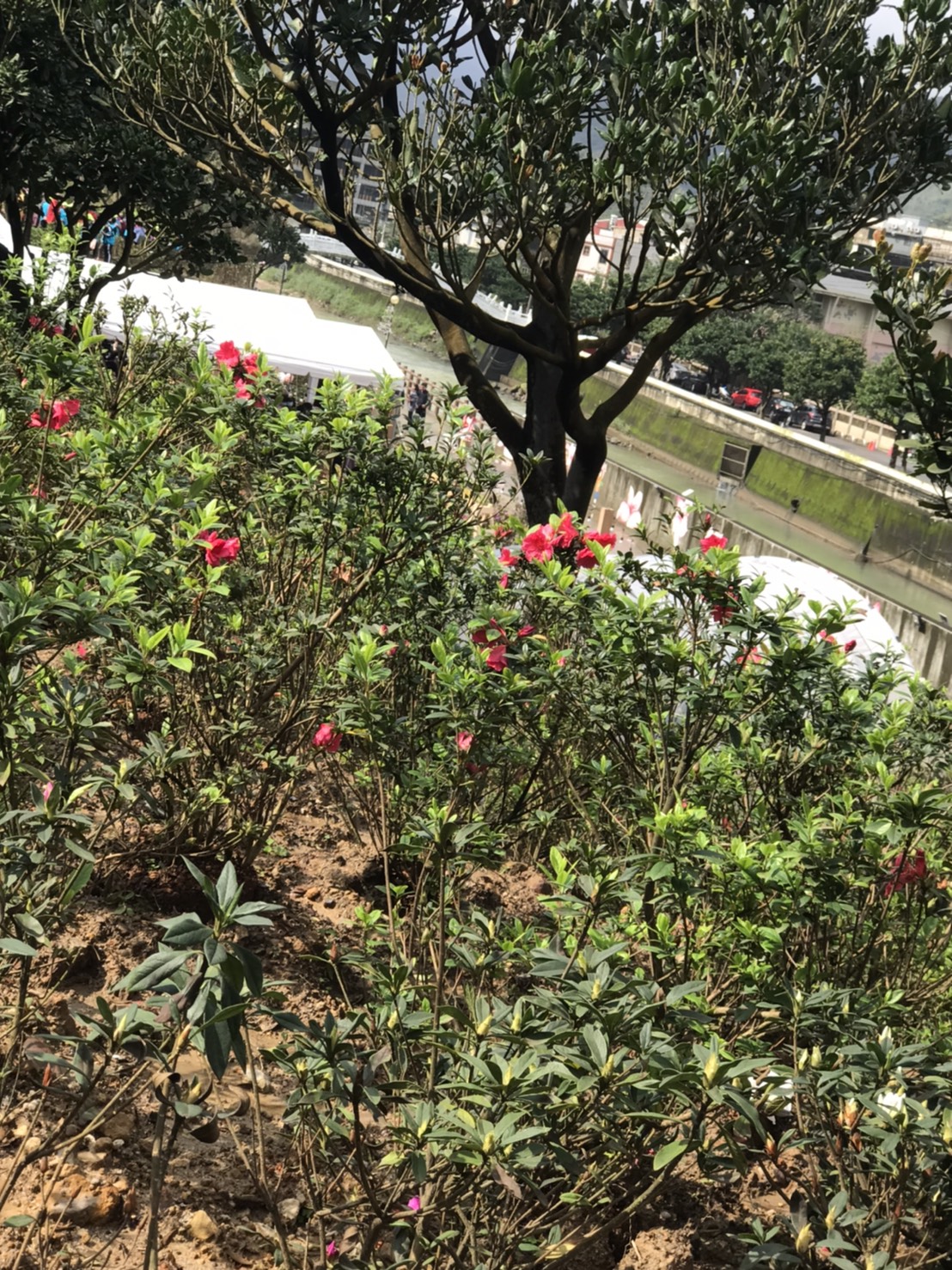 萬金杜鵑3