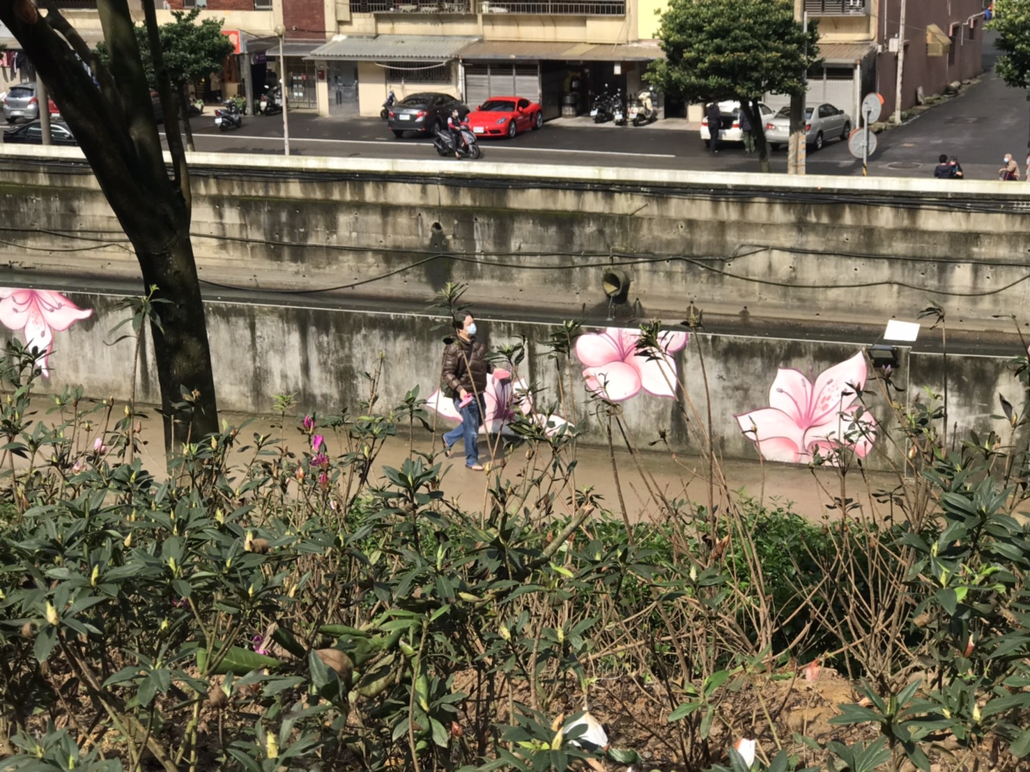 萬金杜鵑5