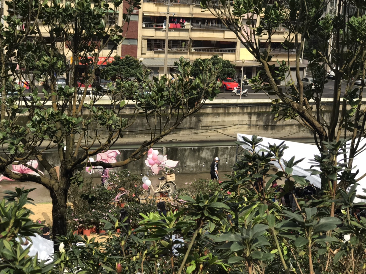 萬金杜鵑7