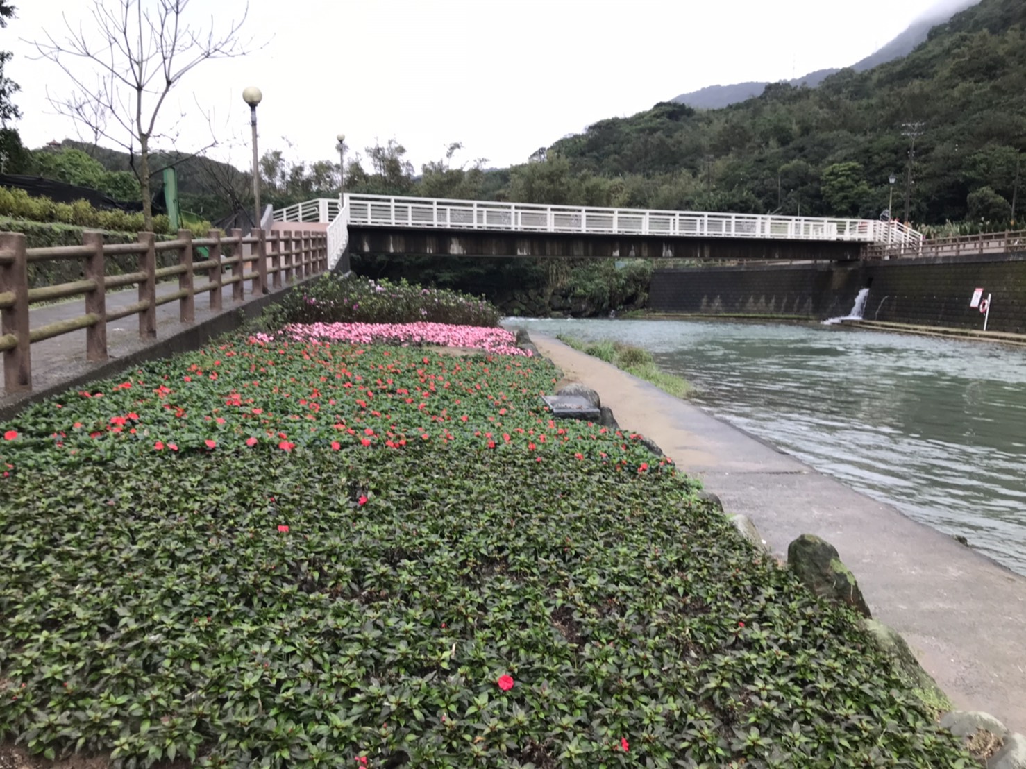 萬金杜鵑8