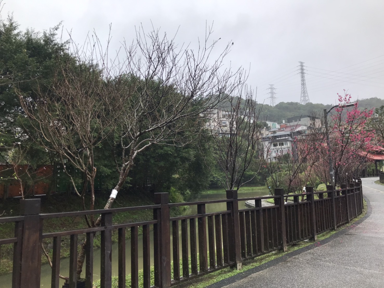 萬金杜鵑9