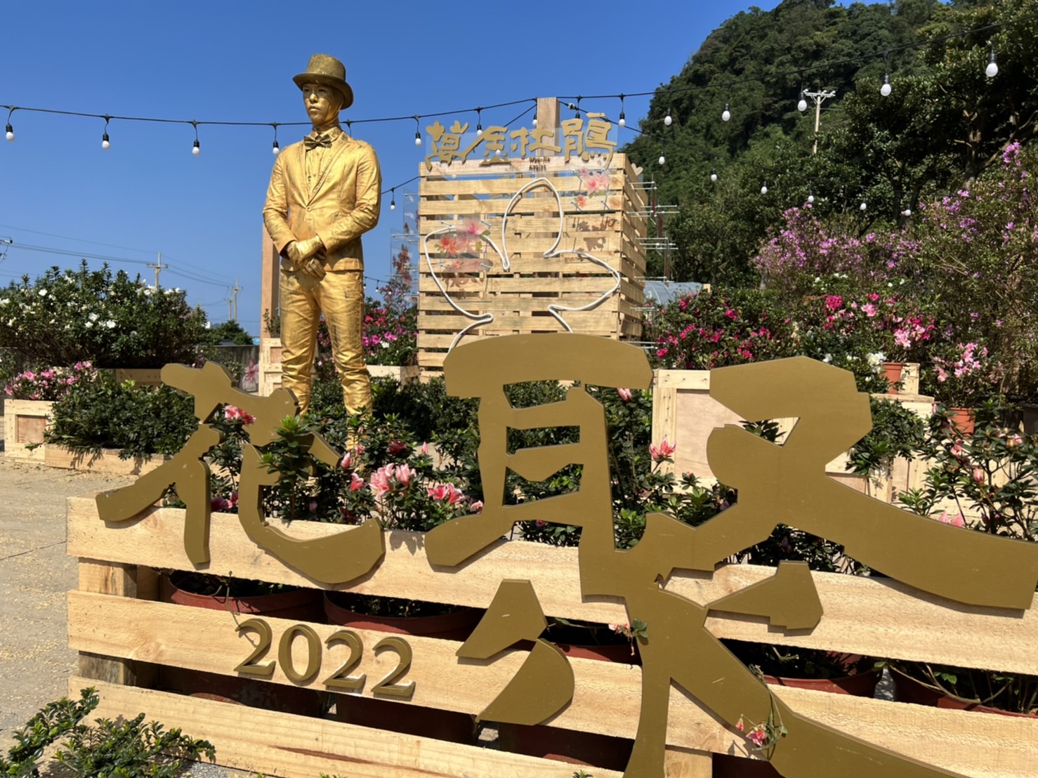 萬金杜鵑16