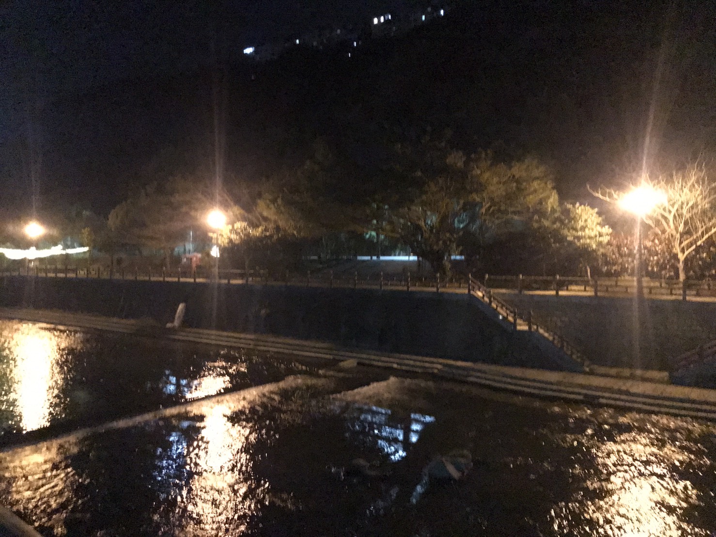萬金杜鵑22