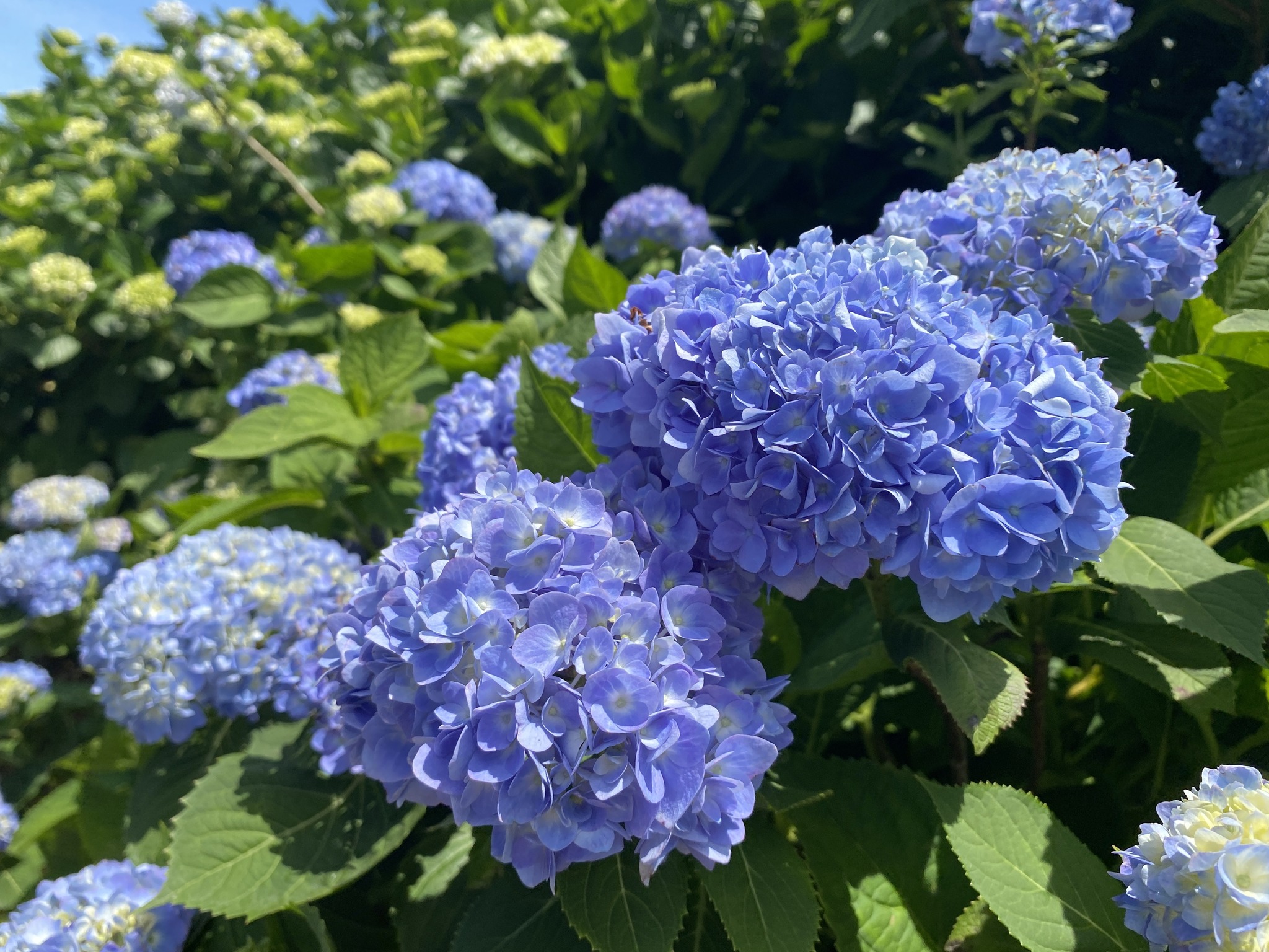 2024年萬里區花季4