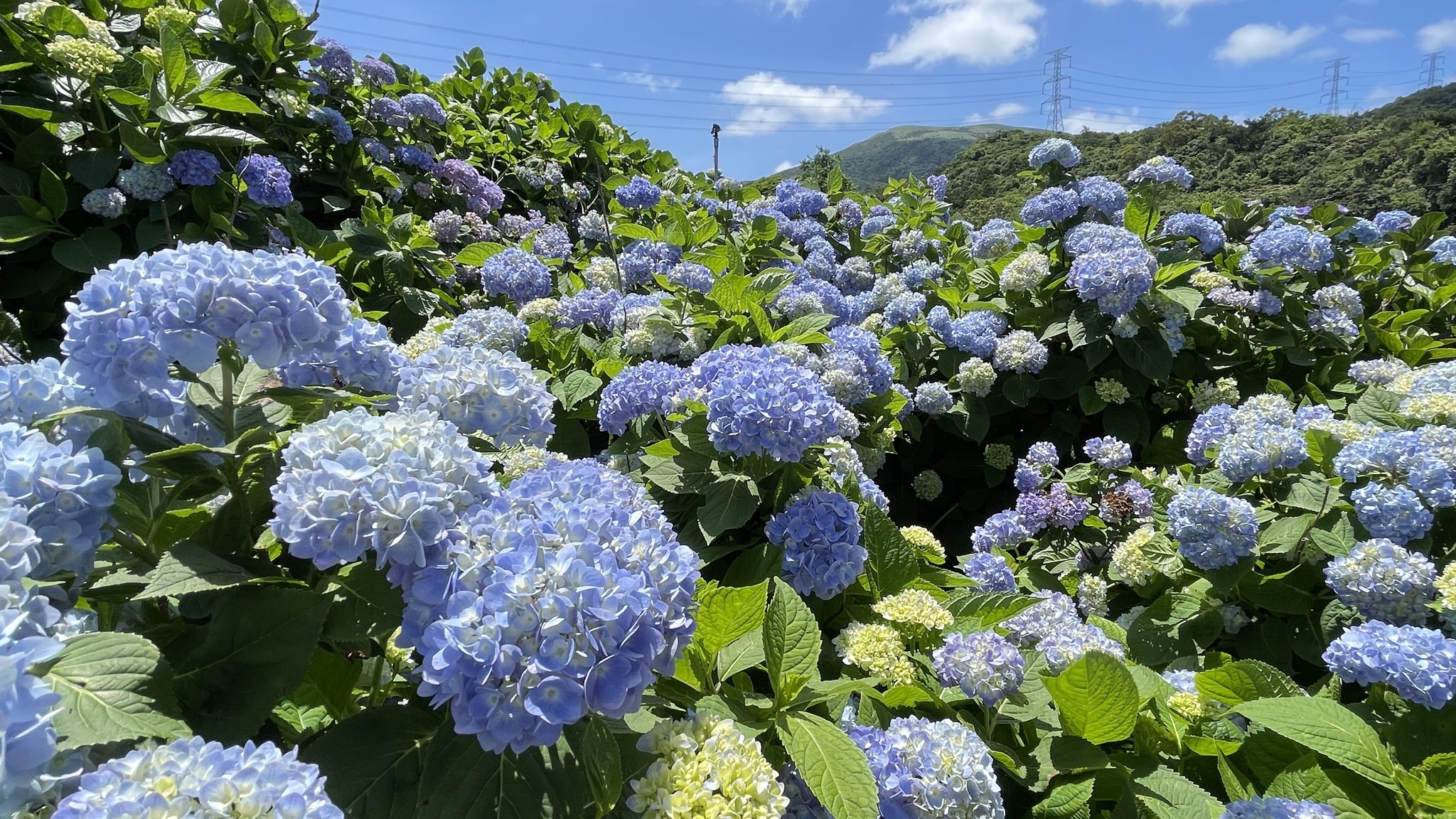 2024年萬里區花季5