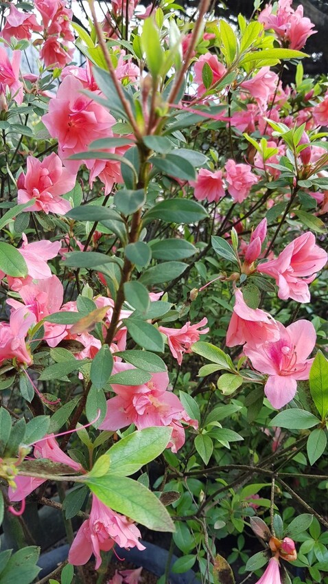 杜鵑花季照片-2