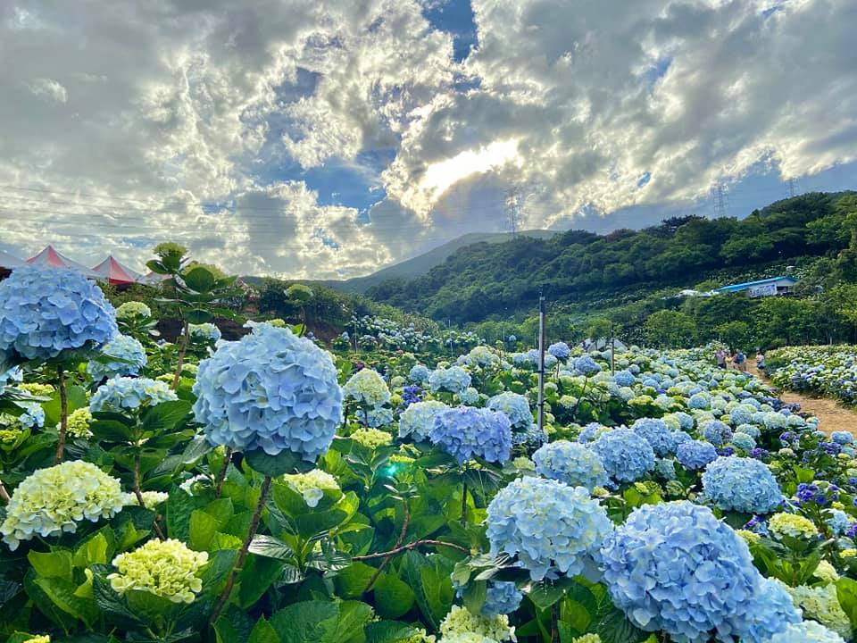 萬里花季照片-4