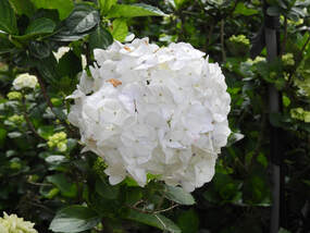 萬里花季照片-5