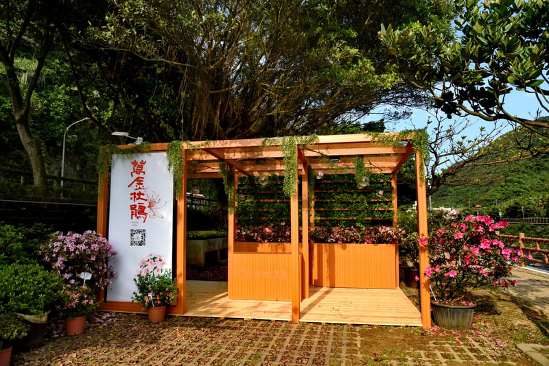 萬金杜鵑基地-4