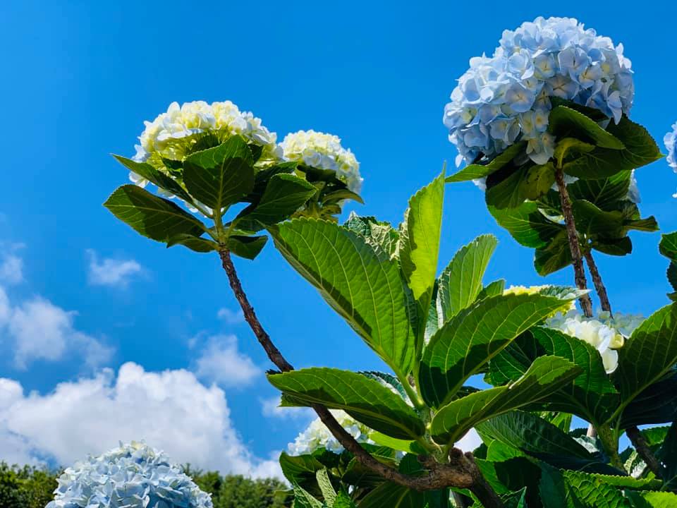 高家繡球花園-1(共9張照片)