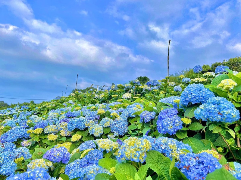 高家繡球花園-2
