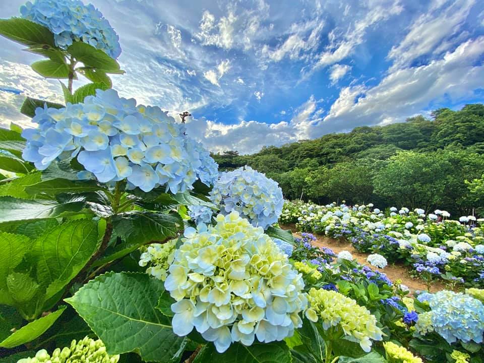 高家繡球花園-3