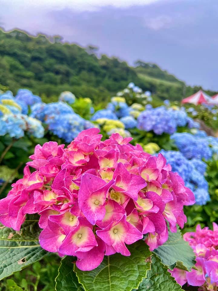 高家繡球花園-4