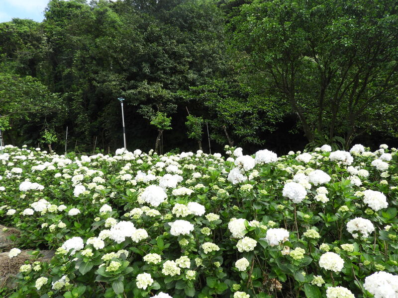 高家繡球花園-5