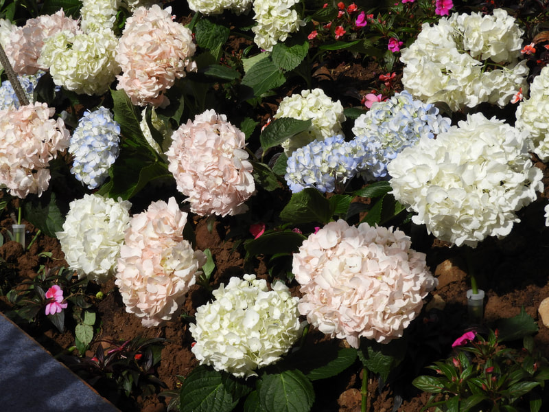 高家繡球花園-6