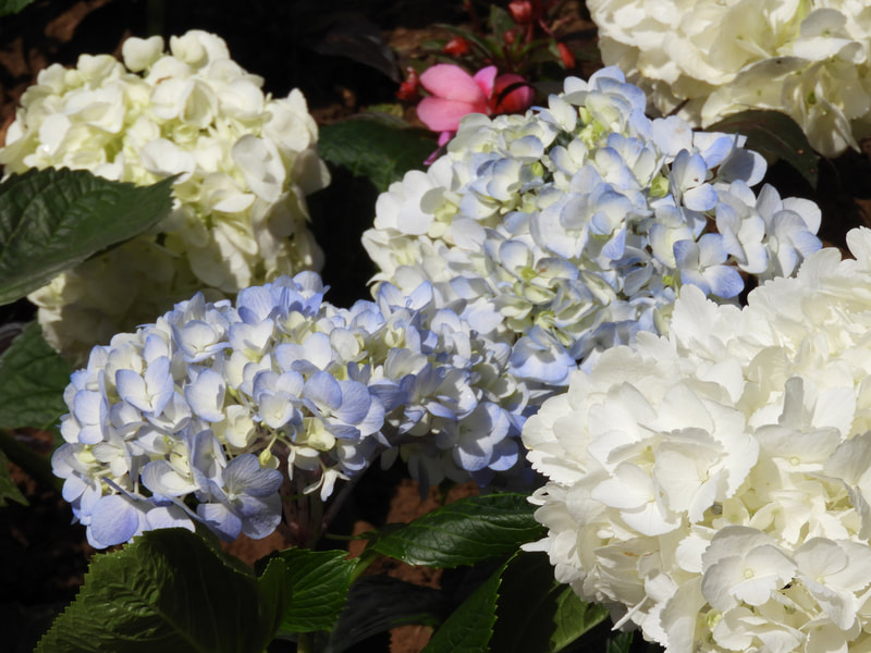 高家繡球花園-7