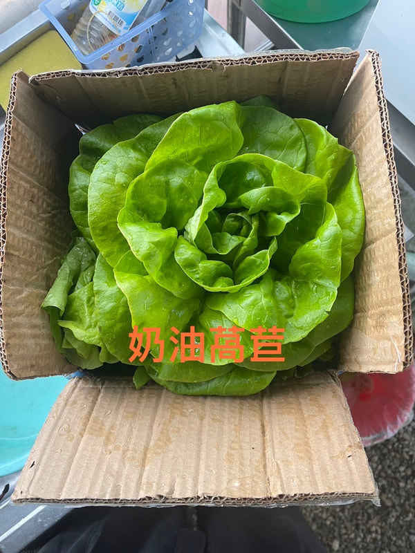 鵬展旅行社-麻斯嶺農場(武治之家)-4