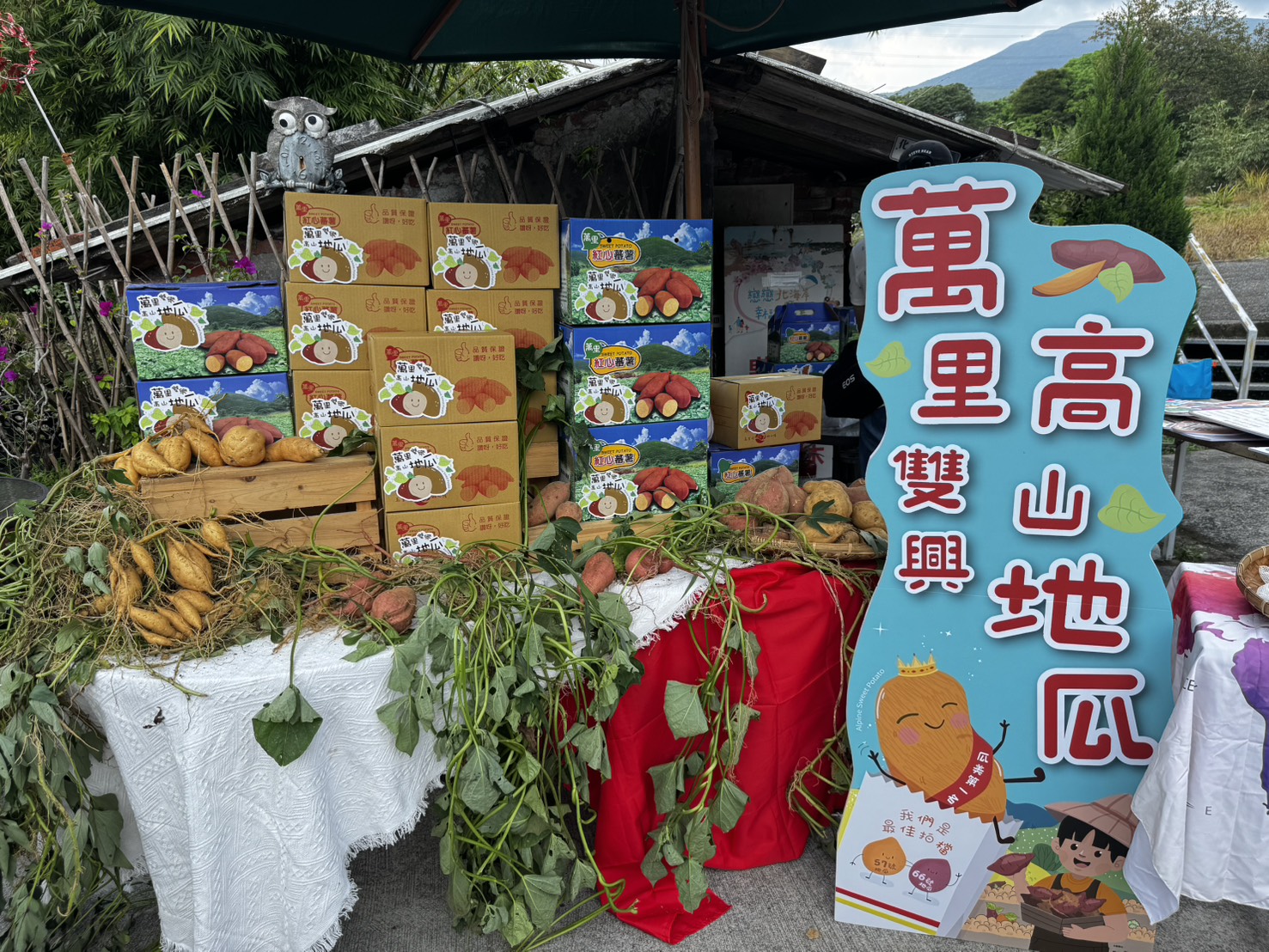 萬里雙興高山地瓜-24