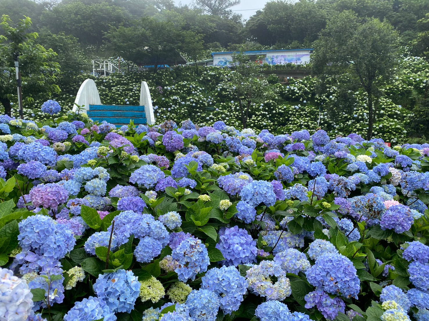 2024萬里繡球花季照片02